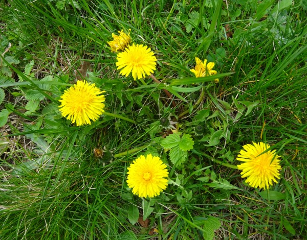 Einladung Kräuterspaziergang durch den Stadtpark