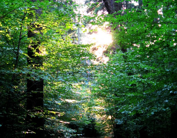 Waldweg in der Sächsischen Schweiz