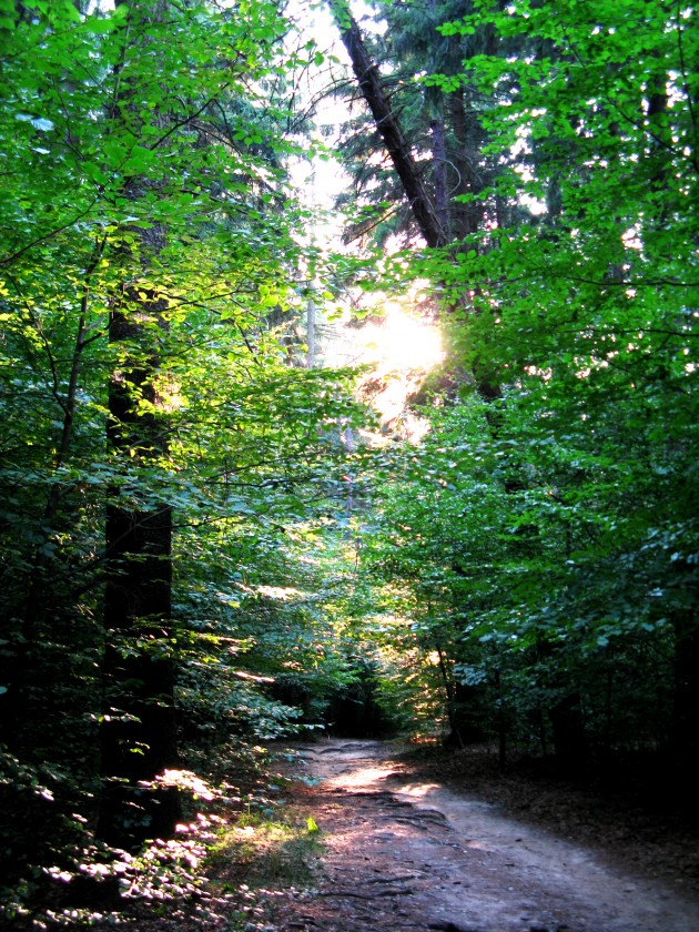 Waldweg in der Sächsischen Schweiz